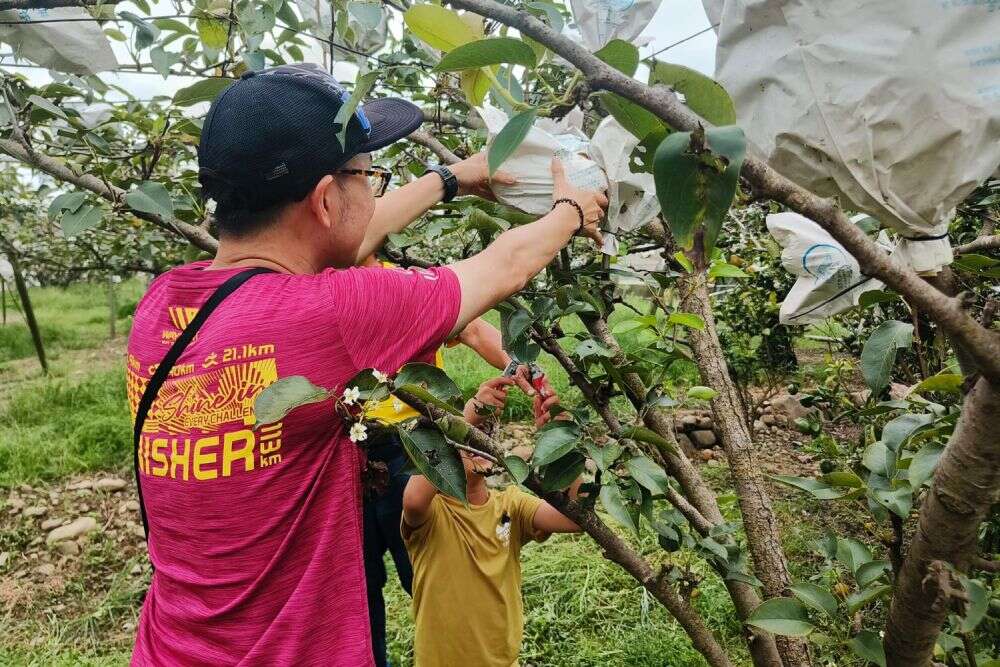 休閒農業內有多座農場與果園提供採摘體驗（梨之鄉休閒農業區提供）