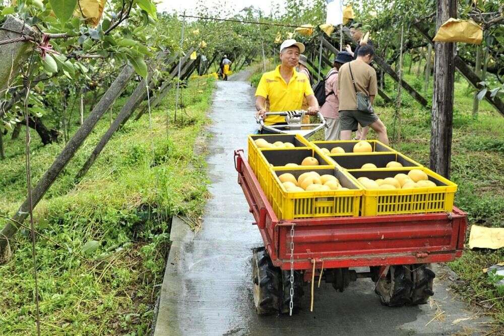 東勢為台灣高接梨的故鄉（梨之鄉休閒農業區提供）