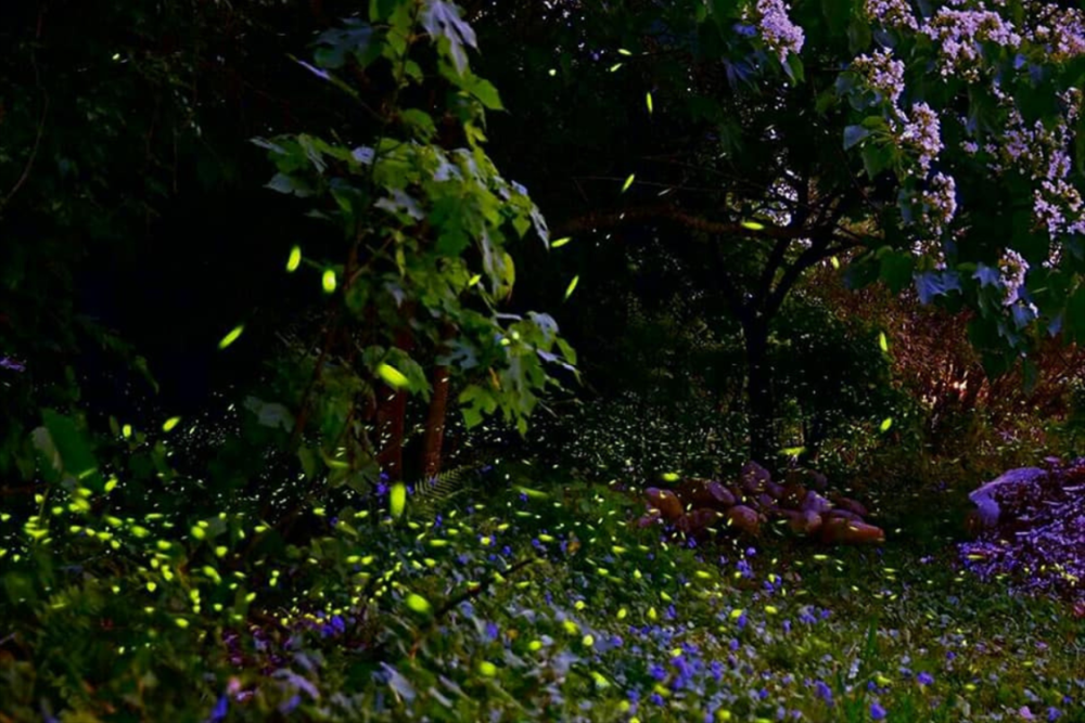 擁葉生態農場有賞螢與採果等多元體驗