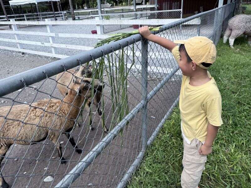 新光兆豐休閒農場飼養許多可愛動物