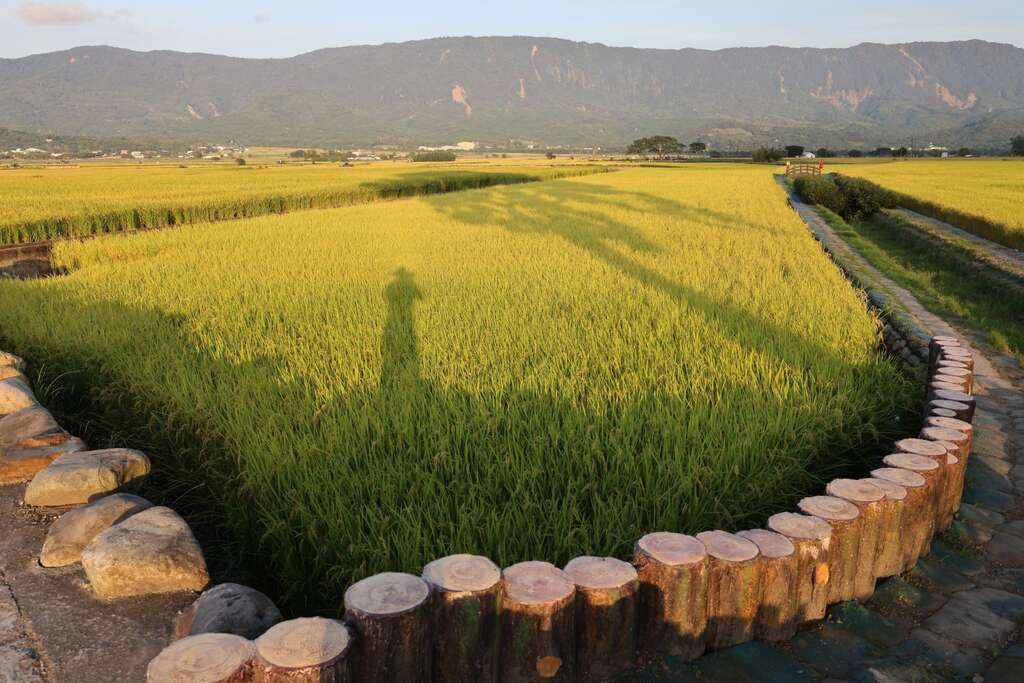 夕陽時段的金黃稻田