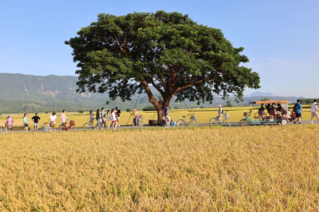 池上的秋收景致