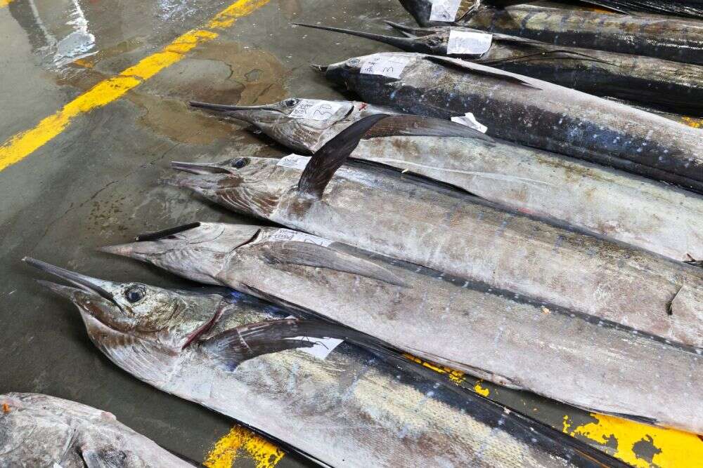 東海岸的漁獲常見旗魚、鬼頭刀，與飛魚等