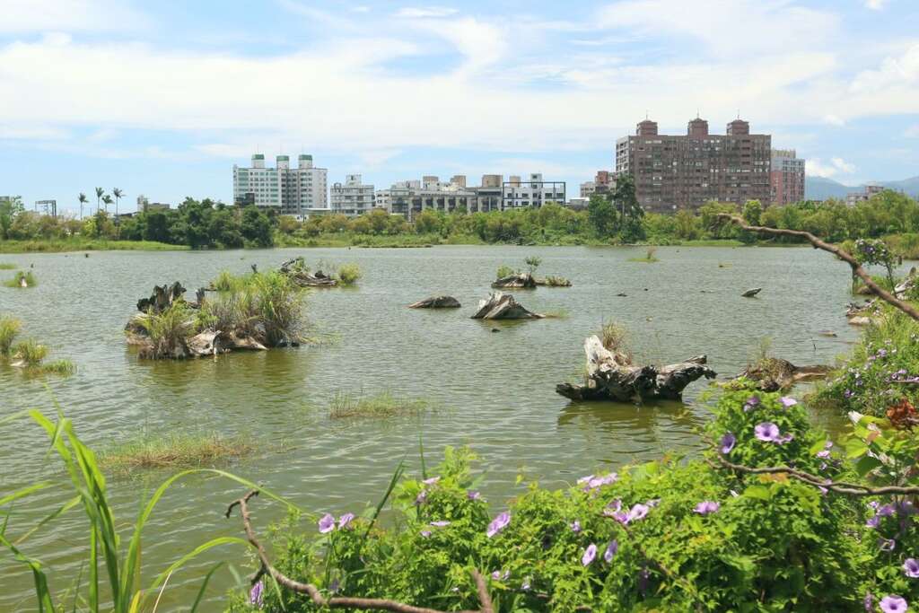 羅東林業文化園區的蓄木池化身為資源豐富的生態池