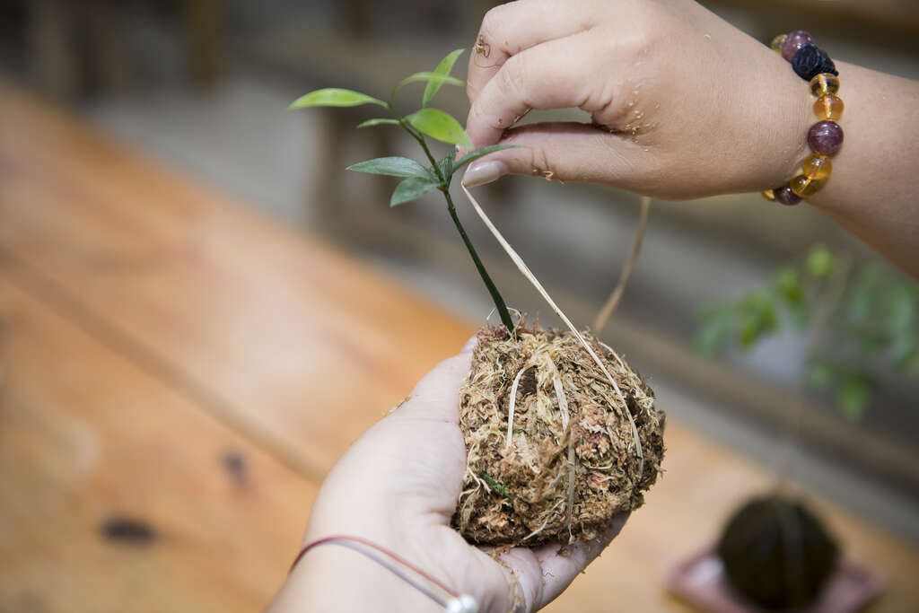 高雄市旗山區糖廠社區發展協會02-香蕉絲水苔球DIY