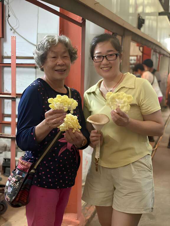 遊客採收珊瑚酒杯菇