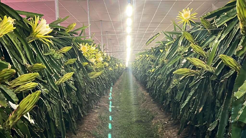 新科紅龍果園是採取自然農法栽種紅龍果