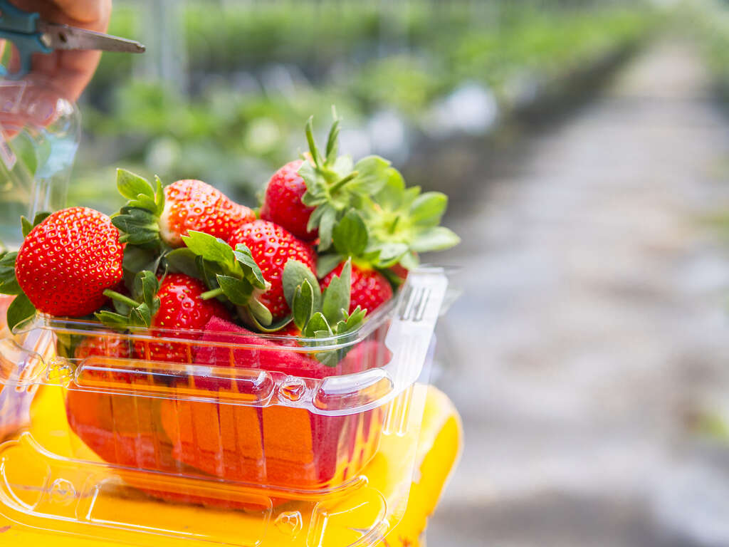 台一楓樺卉館05