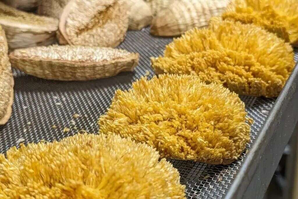 1024x768_g2fsr16g0c55qah15t3zwdyza17cteax