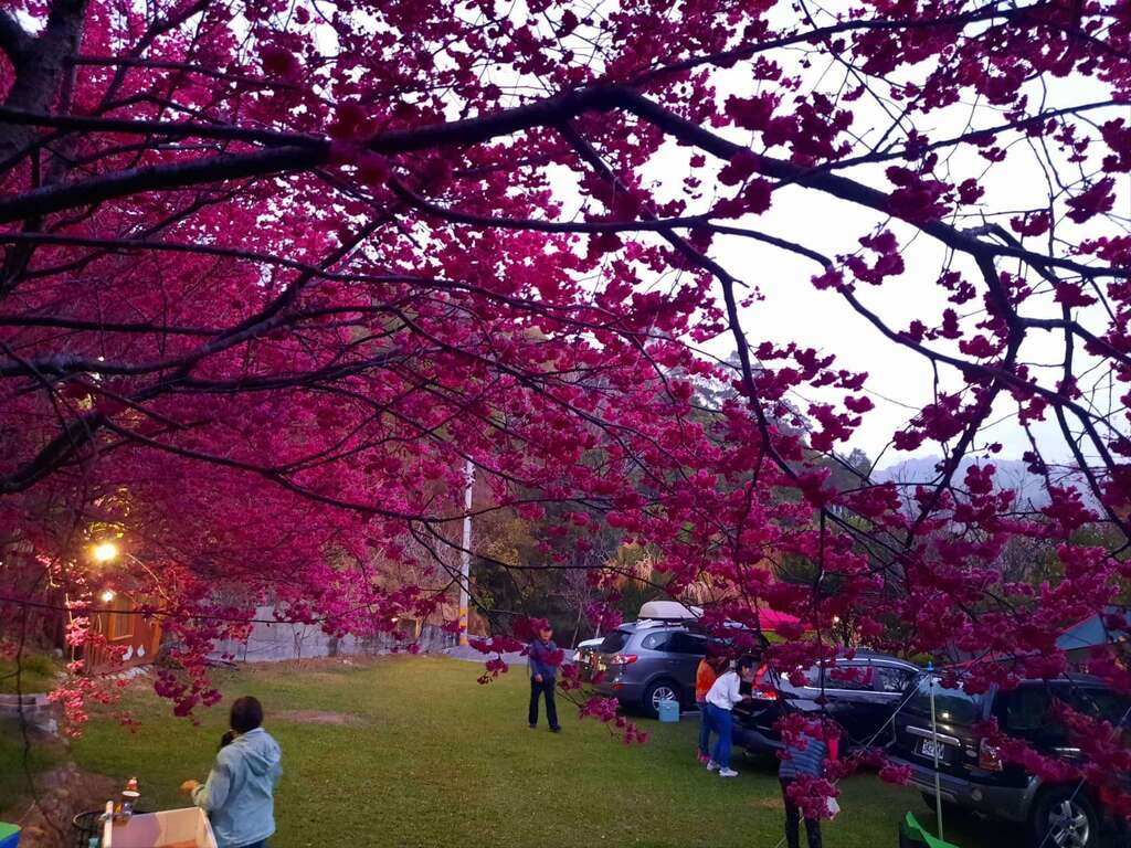 橘祥合院-賞櫻2