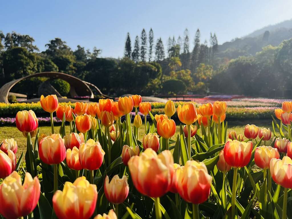 士林官邸鬱金香示意
