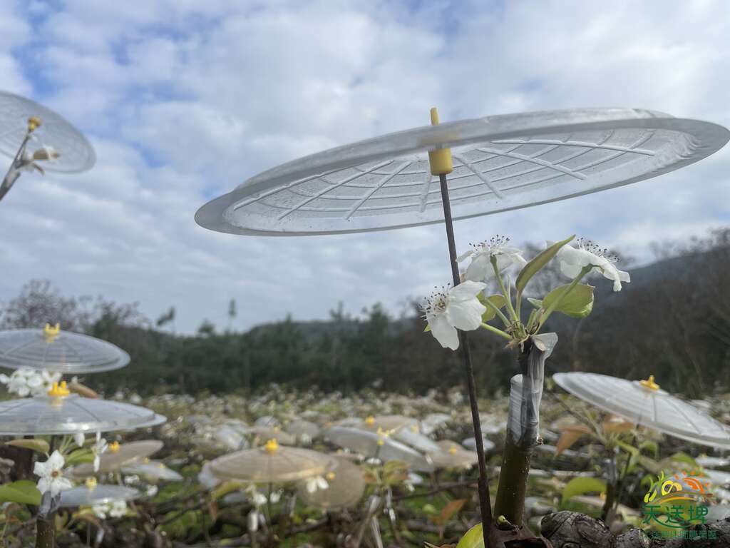 梨花撐傘活動_圖片來源自天送埤休閒農業區
