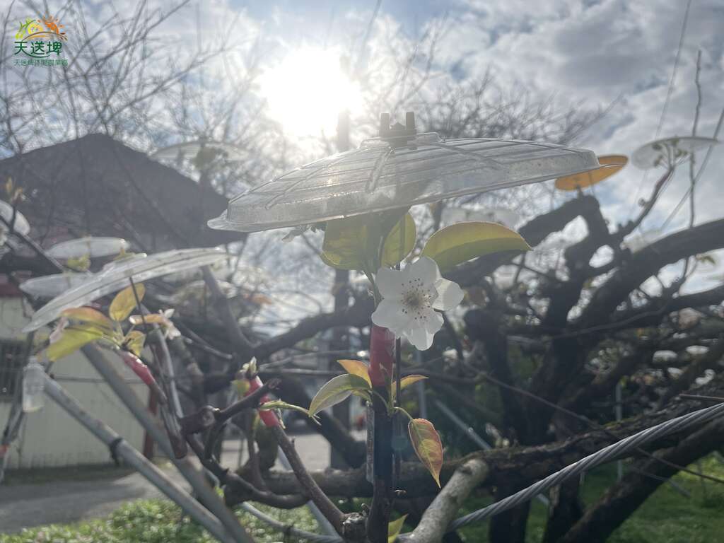 梨花撐傘活動_圖片來源自天送埤休閒農業區