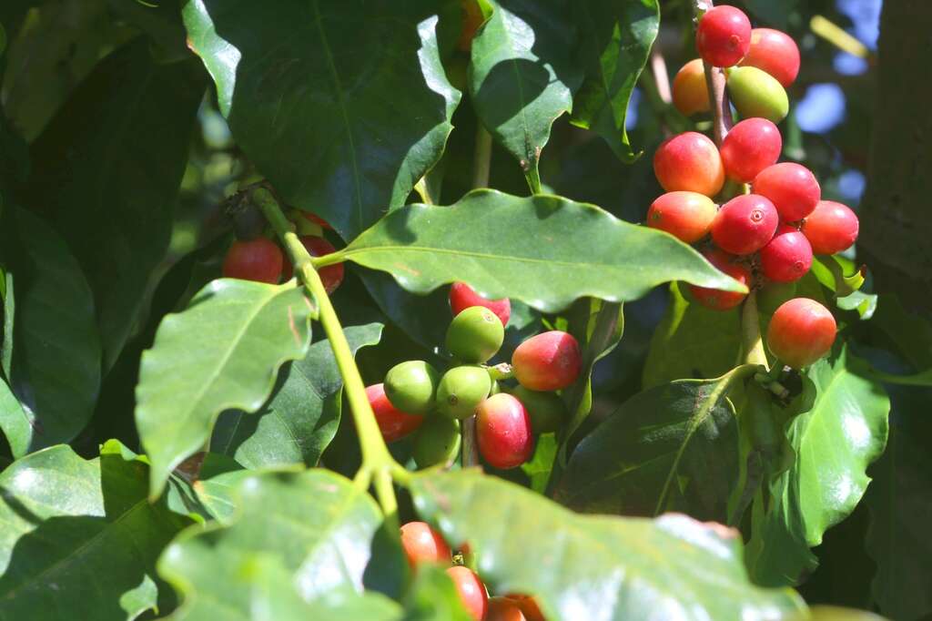 在樂山咖啡農場能喝咖啡也可對生態有更多認識