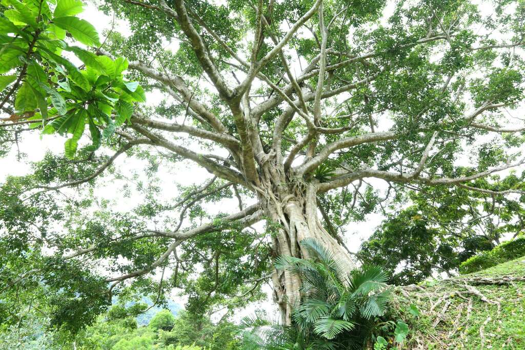 知本國家森林遊樂區的生態資源豐富