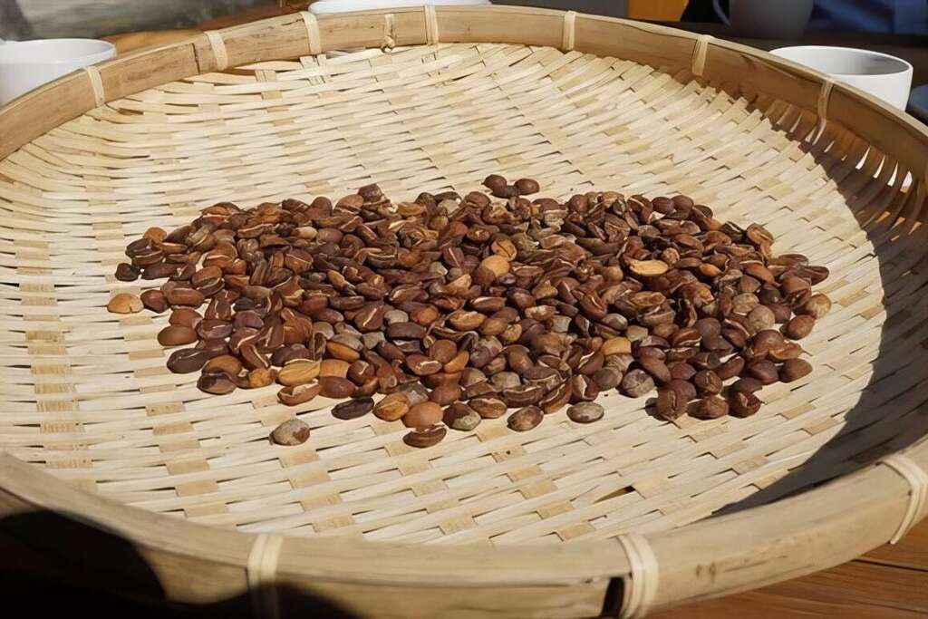 富摩咖啡莊園的咖啡豆曾獲評鑑特等獎肯定