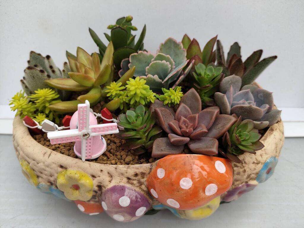 肥嘟嘟多肉植物園造型盆栽