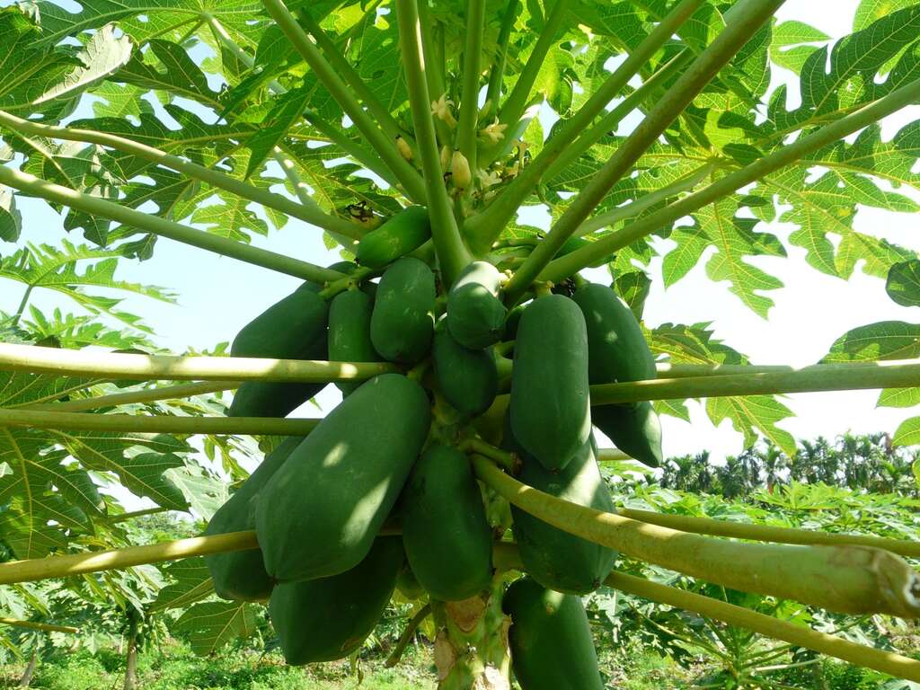 中原世紀休閒農場（台灣休閒農業協會提供）