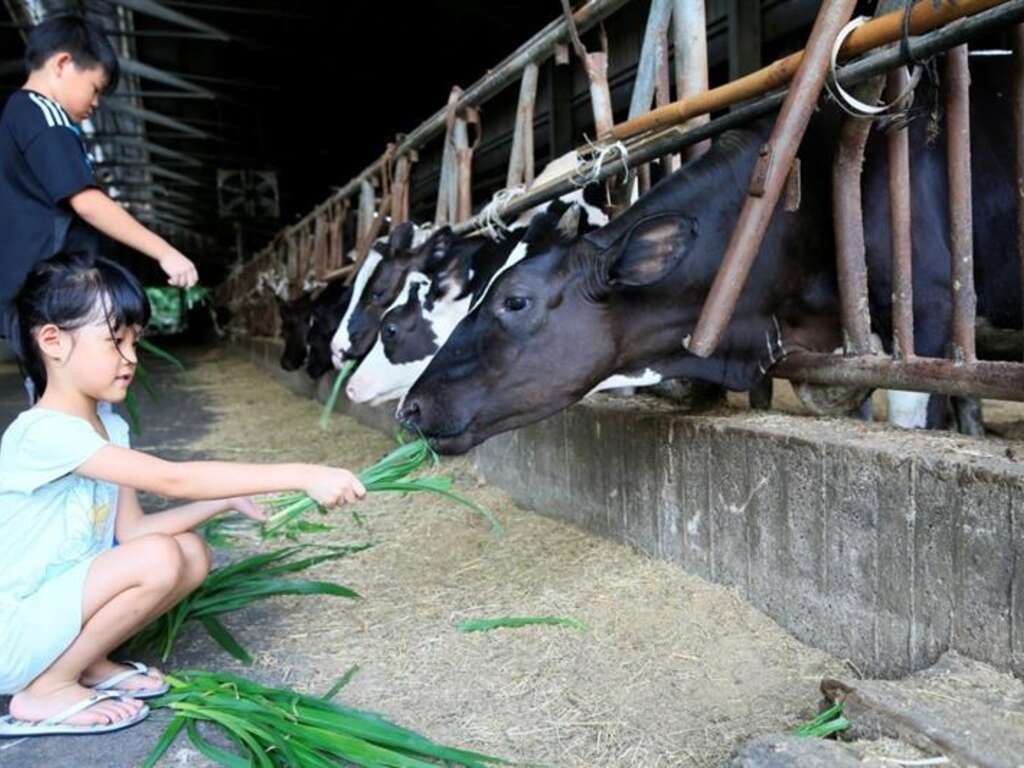 綠盈牧場發展休閒農業，以「粉牛樂園體驗農場」讓更遊客接觸台灣酪農業