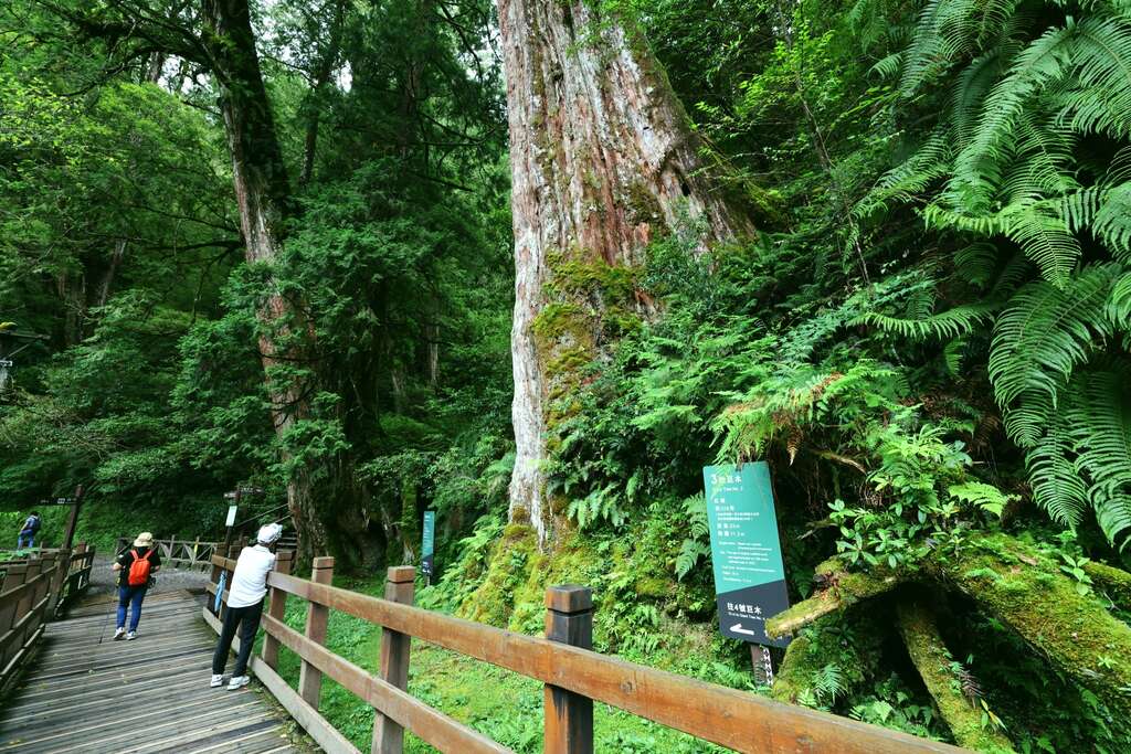 拉拉山巨木群步道