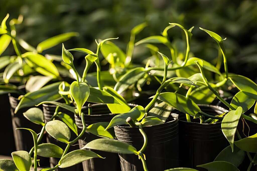 香莢蘭種植不易，使得香草莢的成本高昂