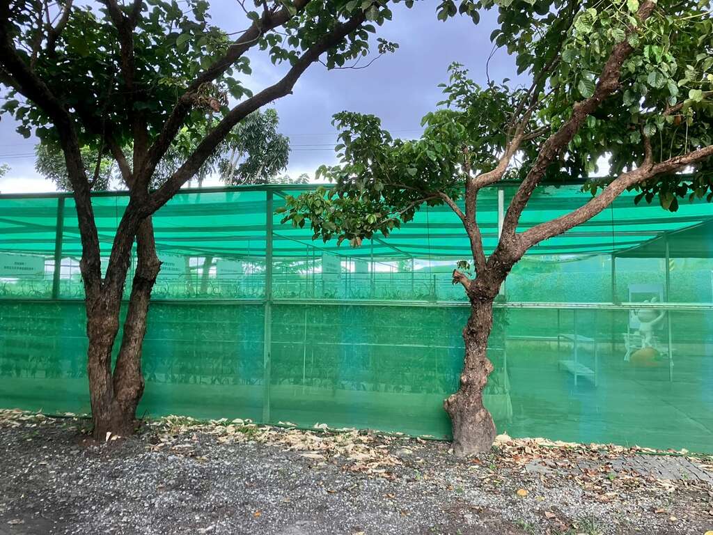 台灣通常採用網室或溫室栽種香莢蘭