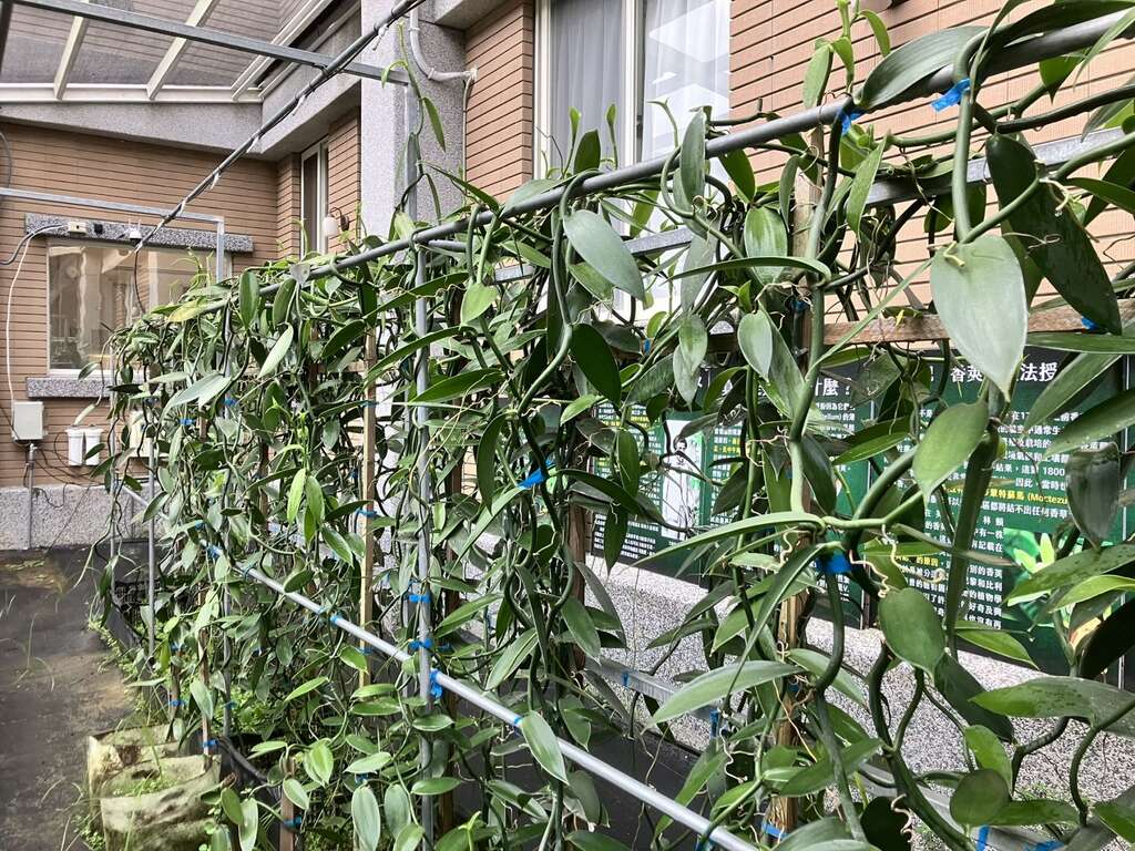 栽種香莢蘭想穩定收成，大概至少要5年以上的時間