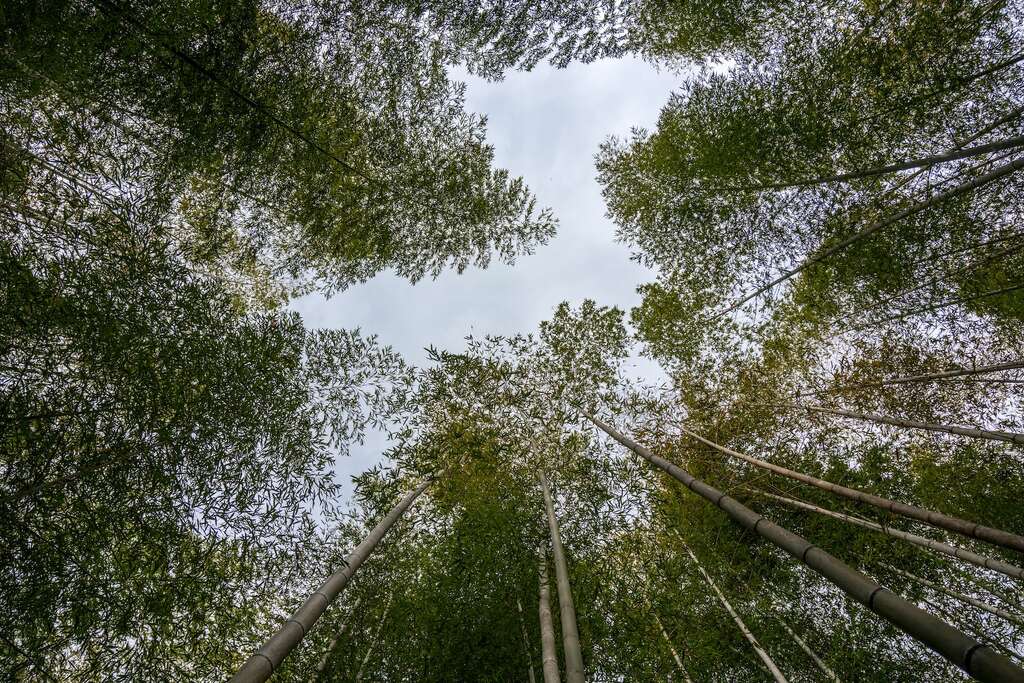 竹創森園區是遠離都市喧囂、回歸自然的理想場所