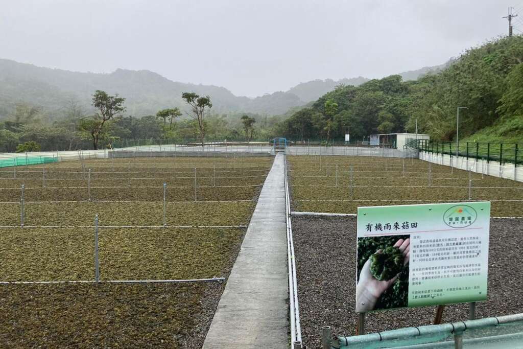 雨來菇的種植環境（楚諾雨來菇農場提供）