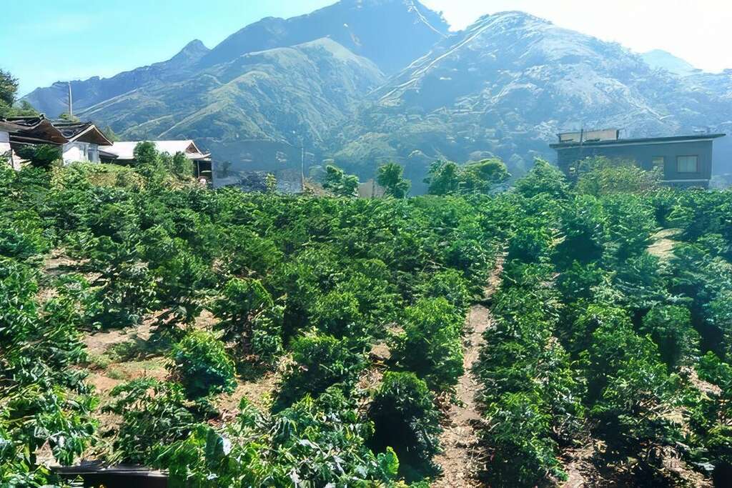 位於嘉南雲峰下的嵩岳咖啡莊園