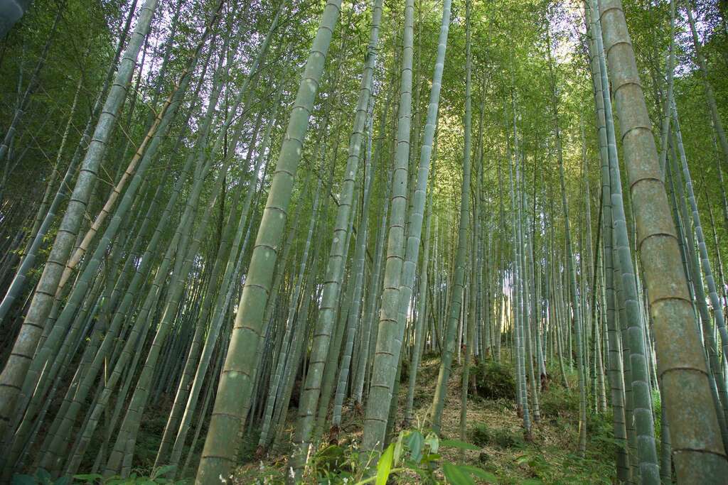 林爽文孟宗竹林隧道