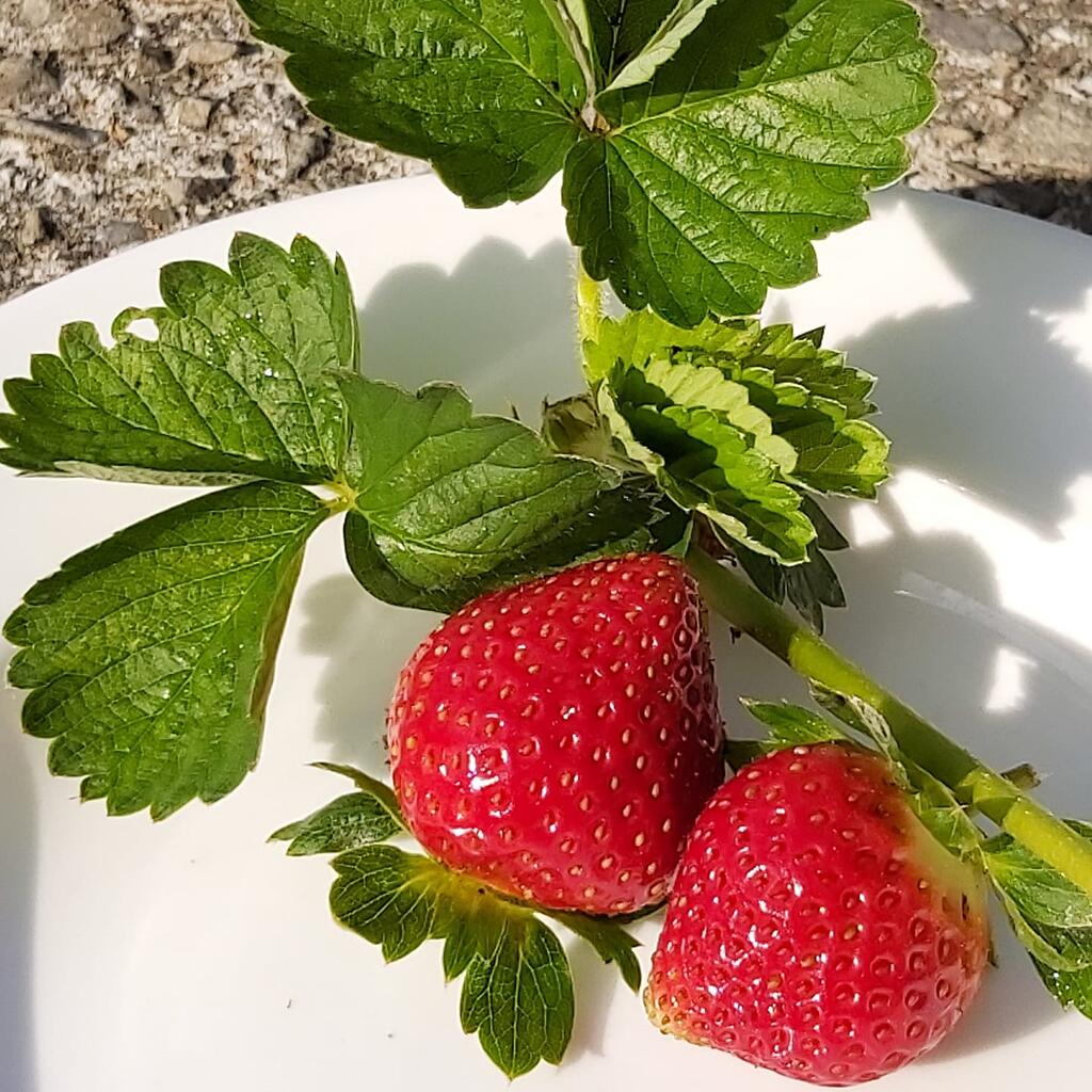 自製草莓汁和草莓果醬，做成手工甜品