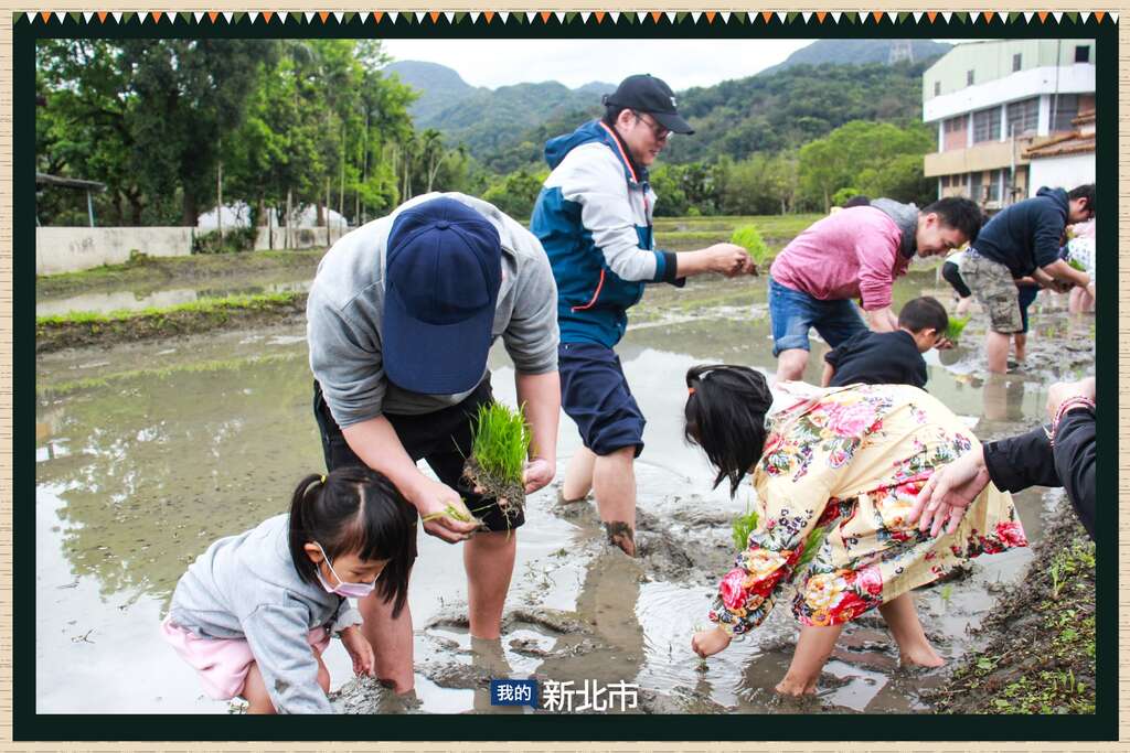 下田插秧體驗_圖片來源自我的新北市