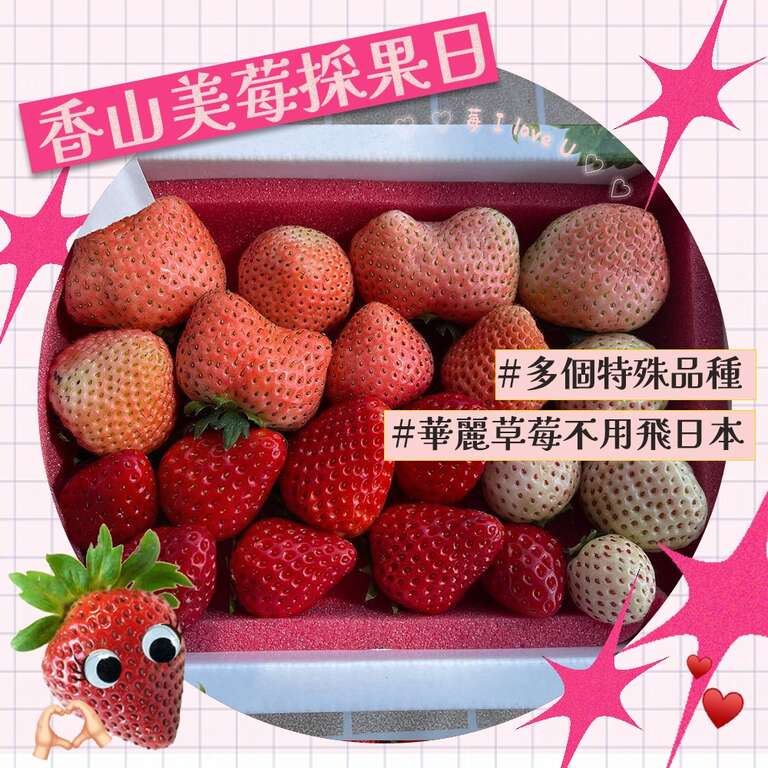 小原野共玩農場草莓香甜又可口!_圖片來源自孢子蒝 LivelyLand