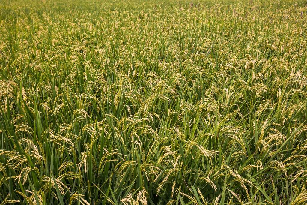 稻田(圖片來源：千享國際)