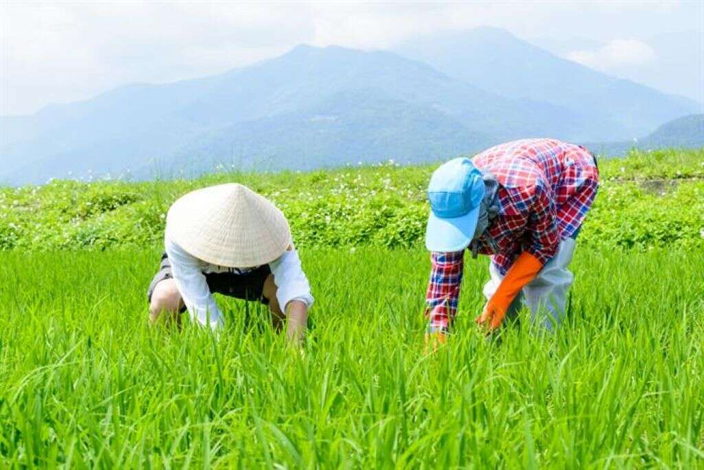農人忙碌於稻田