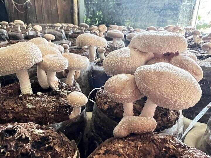 01泉源香菇農場有新鮮香菇現貨供應_圖片取自泉源香菇農場