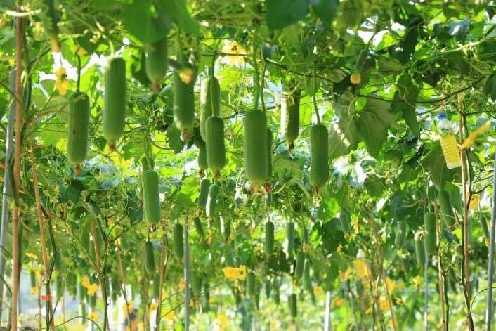 03漫步瓜棚,體驗農村採摘的樂趣。_圖片取自頭社羊角村