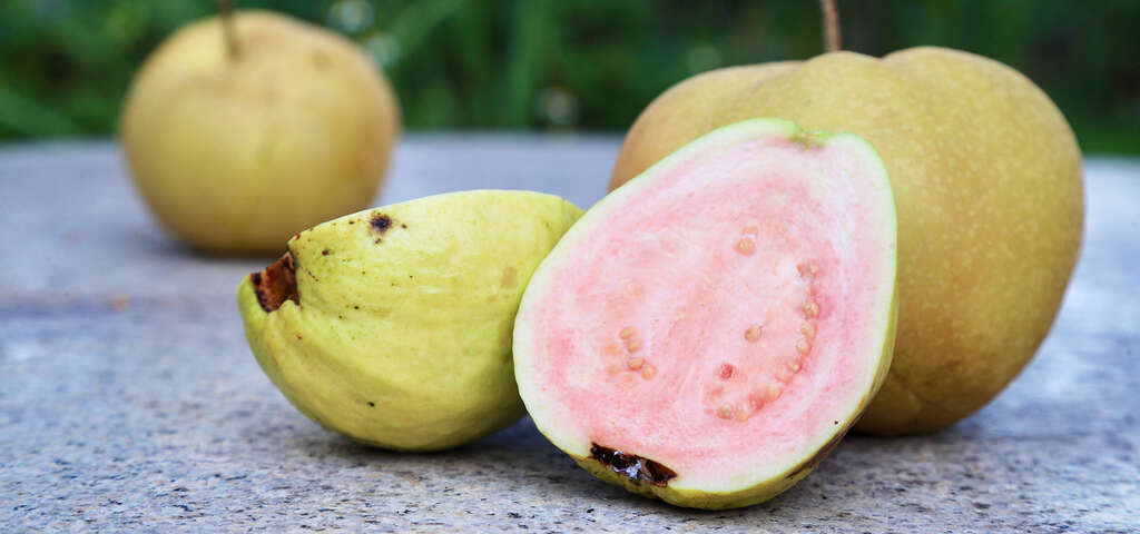 01錦普觀光果園的紅心芭樂_農遊超市