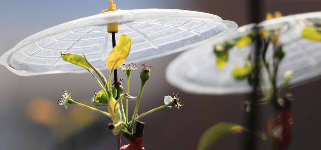 02錦普觀光果園的梨嫁接技術_農遊超市