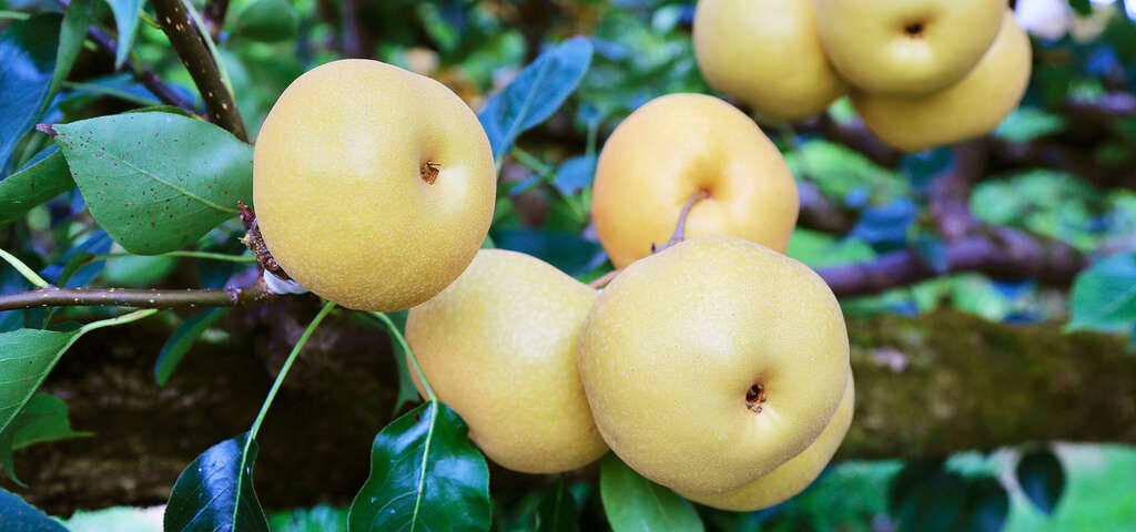 03錦普觀光果園_農遊超市