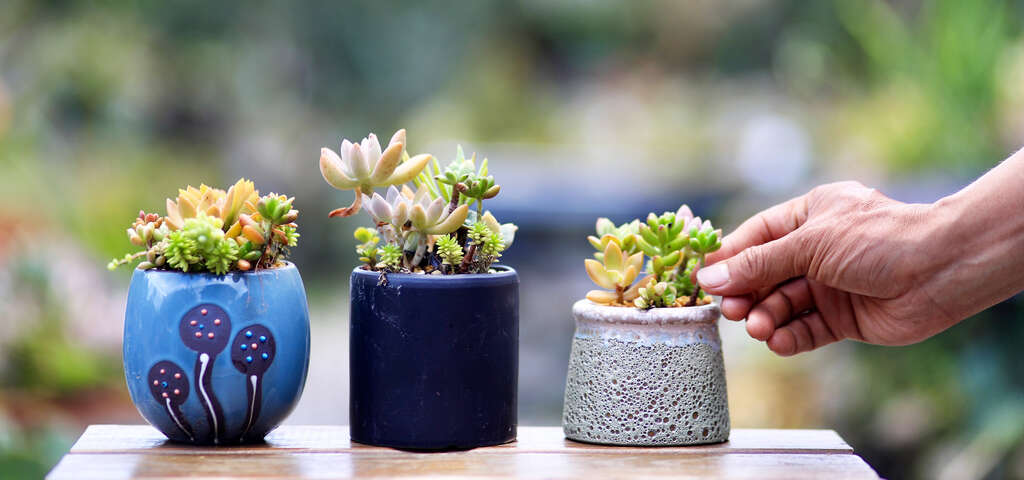 05木渠多肉農場的多肉植物_農遊超市