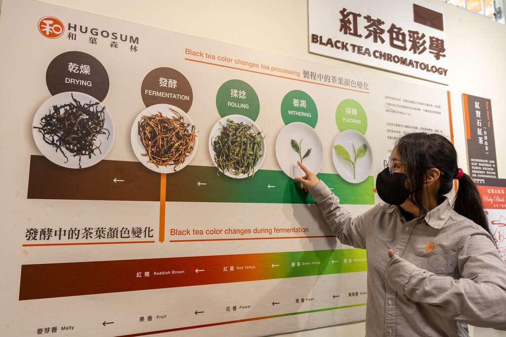 導覽員介紹紅茶的製程