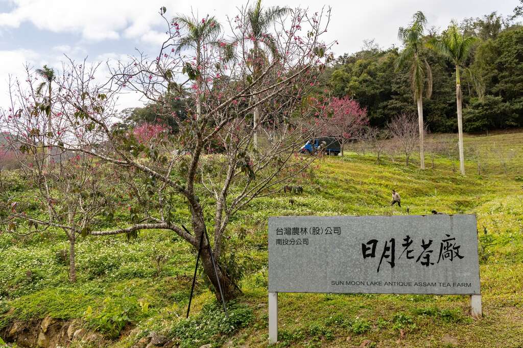 日月老茶廠在春天還有櫻花景致