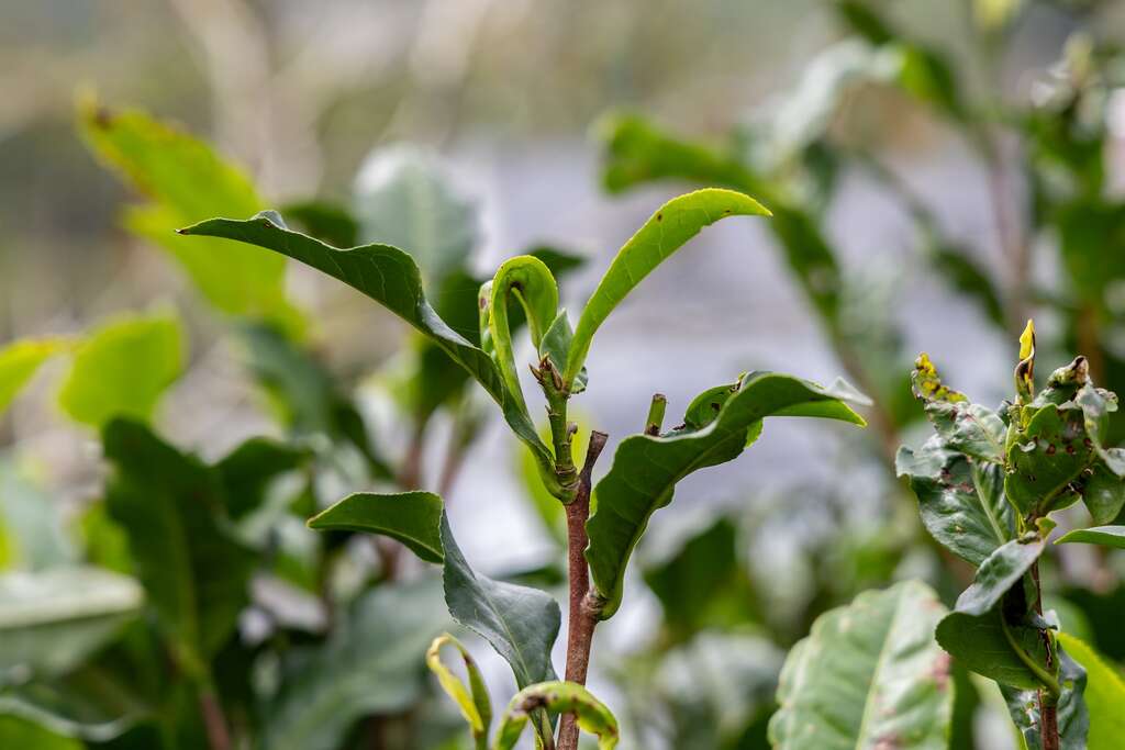 波浪狀的茶葉剖面，是台茶18號（紅玉紅茶）的特色