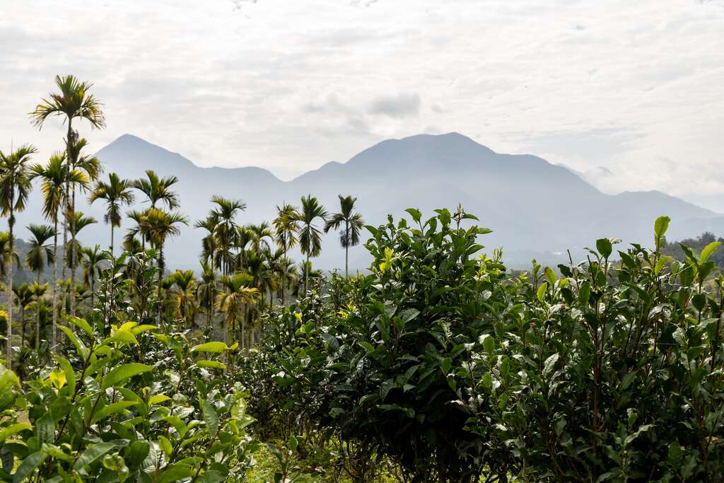 在茶園內遠眺水社大山