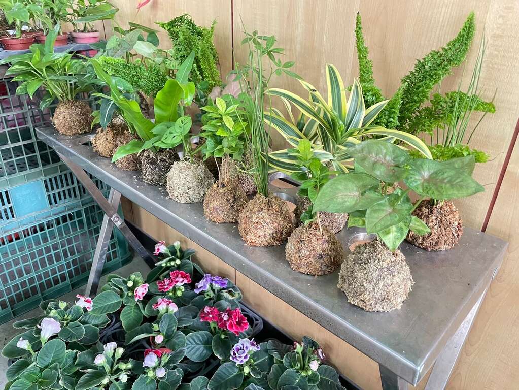 小品苔球_圖片由業者提供