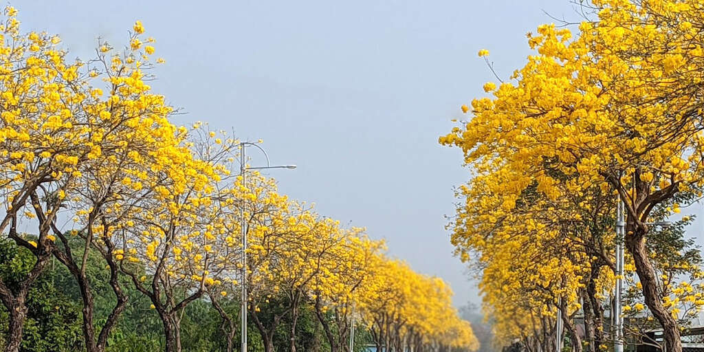 2025春嬉風鈴，絢麗百花開_圖片取自中埔鄉農會