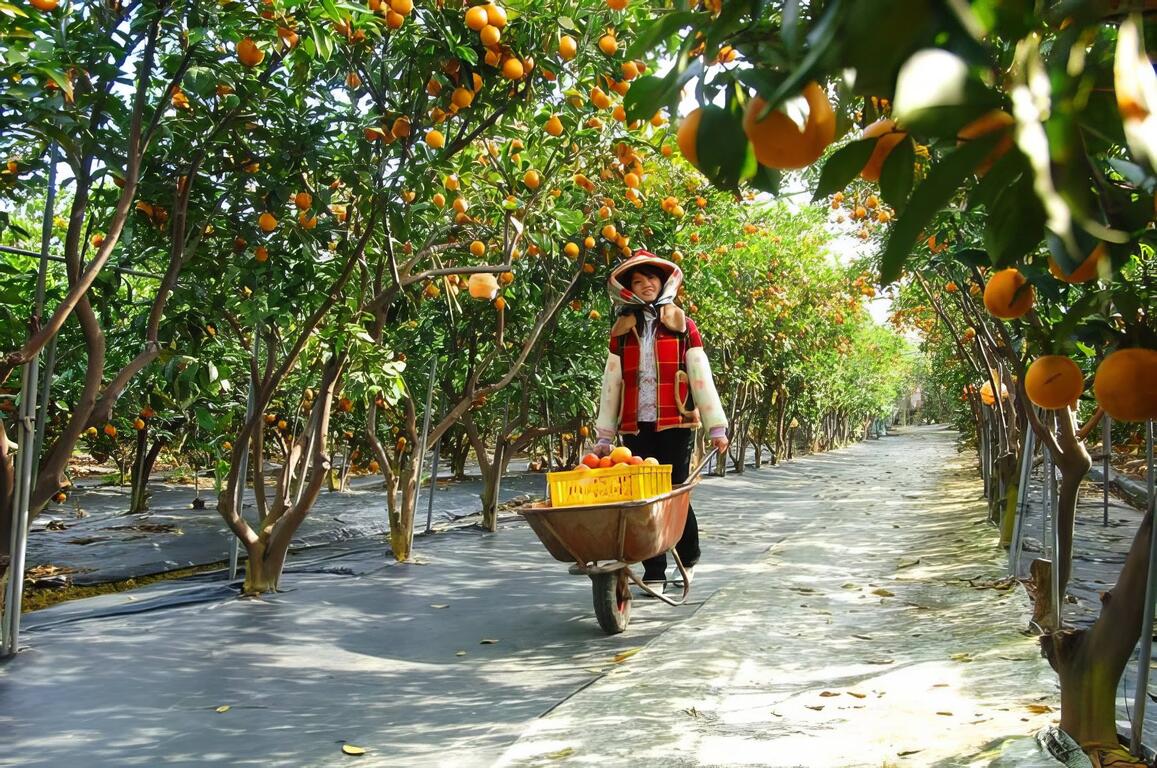 園區內擁有十多種的柑桔種類
