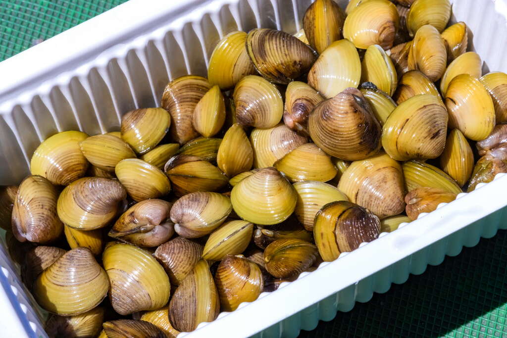 黃金蜆(圖片來源：千享國際)